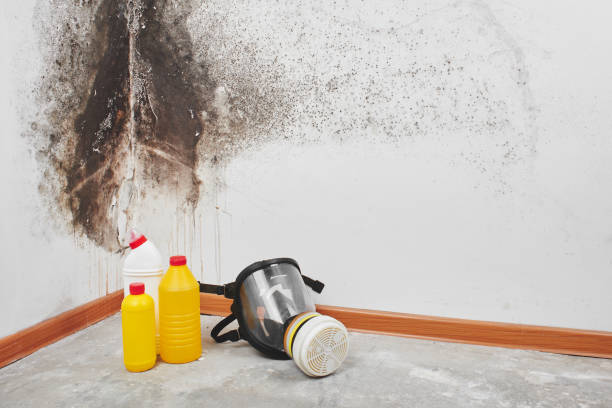 Attic Mold Removal in Carlsbad, CA