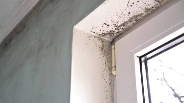 Best Crawl Space Mold Removal  in Rlsbad, CA