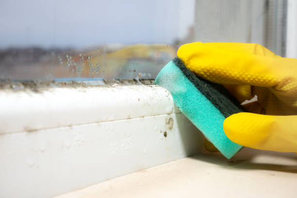 Best Office Mold Removal Services  in Rlsbad, CA
