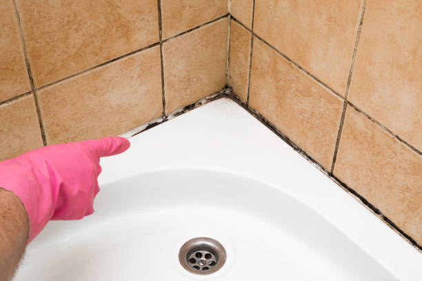 Reliable Carlsbad, CA Mold Removal Solutions